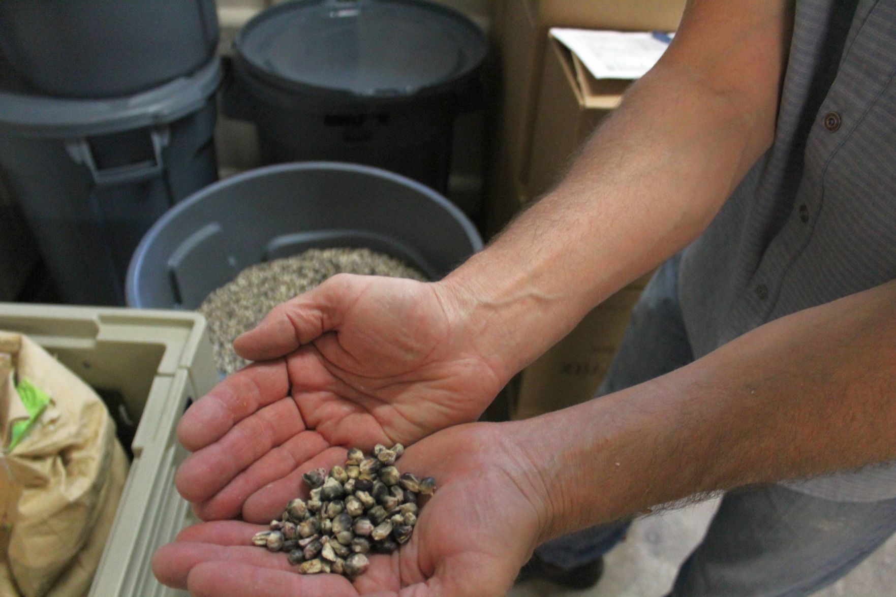Using locally grown Indian corn at Napa Valley's Mad Fritz beer